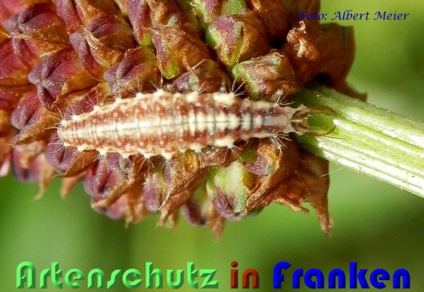 Copyright AiS Albert Meier Bild zum Eintrag (60091-160)