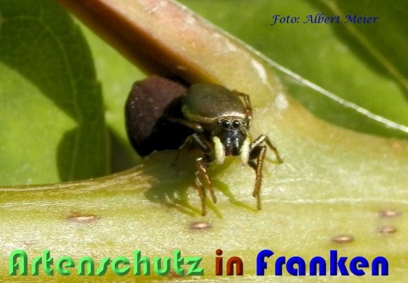 Copyright AiS Albert Meier Bild zum Eintrag (60096-160)