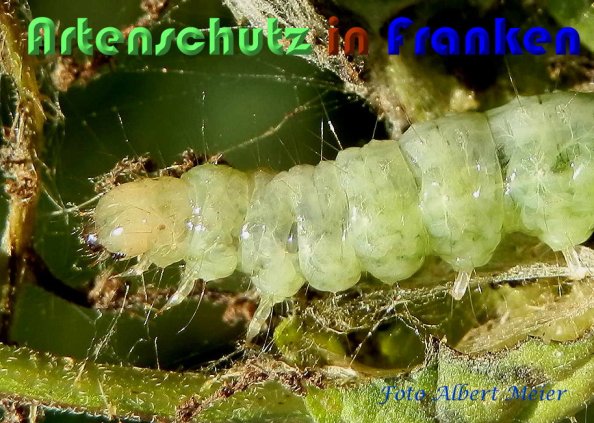 Copyright AiS Albert Meier Bild zum Eintrag (60111-160)