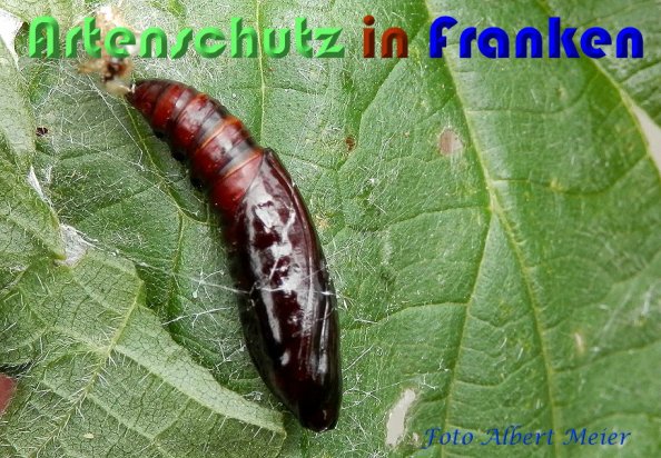 Copyright AiS Albert Meier Bild zum Eintrag (60112-160)