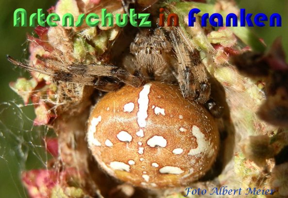 Bild zum Eintrag (60138-160)