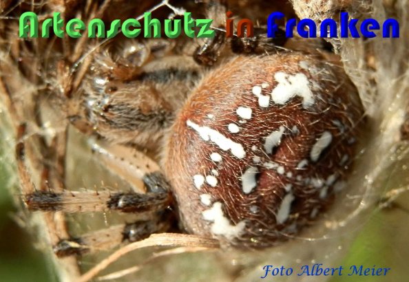 Copyright AiS Albert Meier Bild zum Eintrag (60139-160)