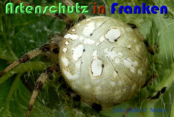 Copyright AiS Albert Meier Bild zum Eintrag (60142-160)