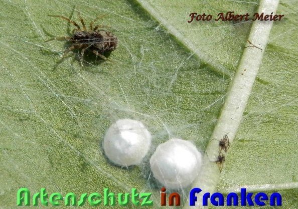 Bild zum Eintrag (60172-160)