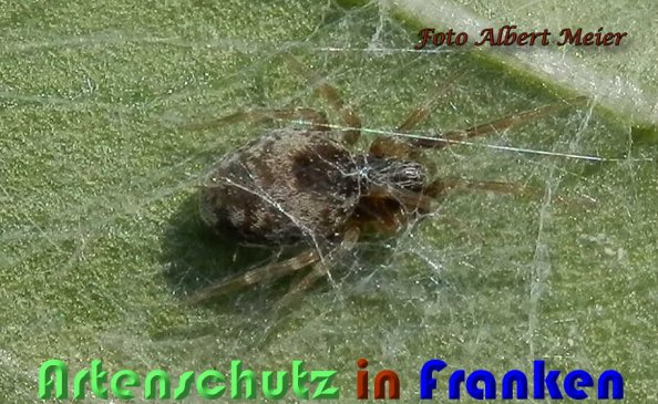 Bild zum Eintrag (60173-160)