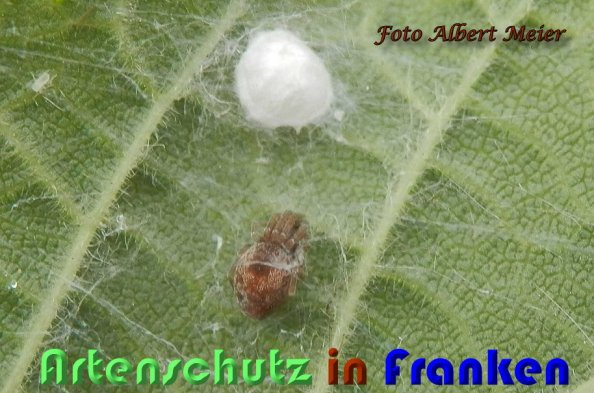 Bild zum Eintrag (60174-160)