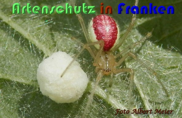 Copyright AiS Albert Meier Bild zum Eintrag (60177-160)