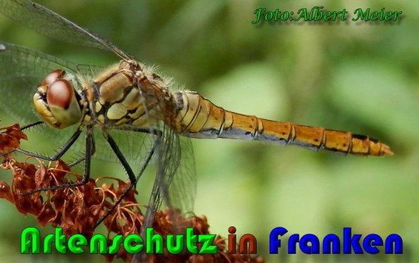 Copyright AiS Albert Meier Bild zum Eintrag (60189-160)