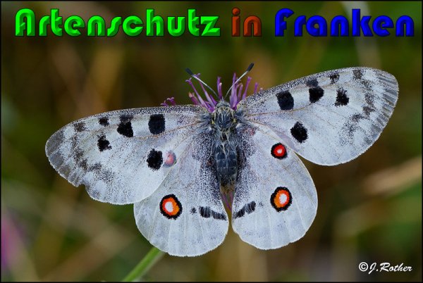 Copyright AiS Johannes Rother Bild zum Eintrag (60204-160)