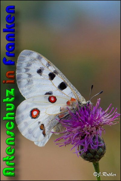 Copyright AiS Johannes Rother Bild zum Eintrag (60205-160)