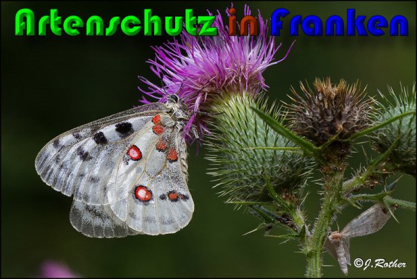 Copyright AiS Johannes Rother Bild zum Eintrag (60207-160)