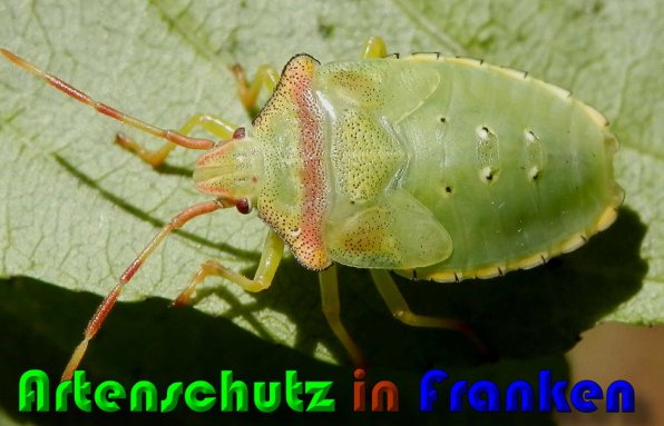 Copyright AiS Albert Meier Bild zum Eintrag (60266-160)