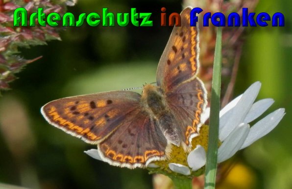 Bild zum Eintrag (60279-160)