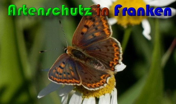 Bild zum Eintrag (60280-160)