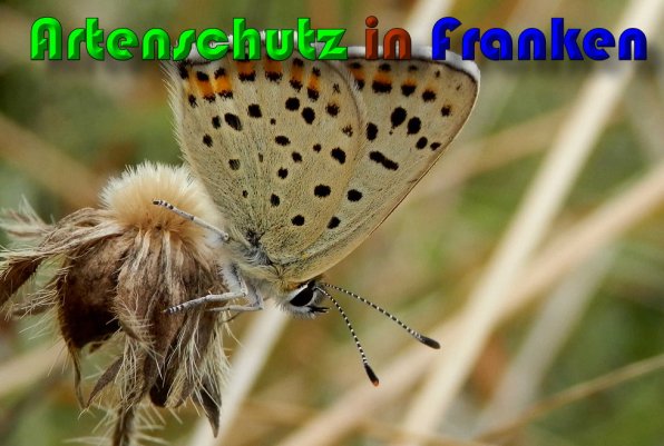 Bild zum Eintrag (60281-160)
