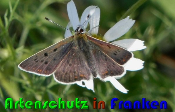 Copyright AiS Albert Meier Bild zum Eintrag (60284-160)