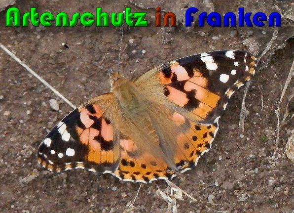 Copyright AiS Albert Meier Bild zum Eintrag (60289-160)