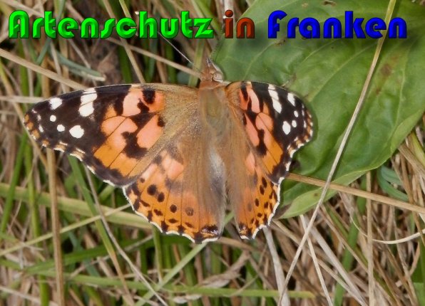 Copyright AiS Albert Meier Bild zum Eintrag (60290-160)