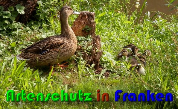 Copyright AiS Albert Meier Bild zum Eintrag (60317-160)