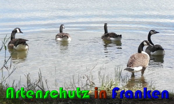 Copyright AiS Albert Meier Bild zum Eintrag (60320-160)