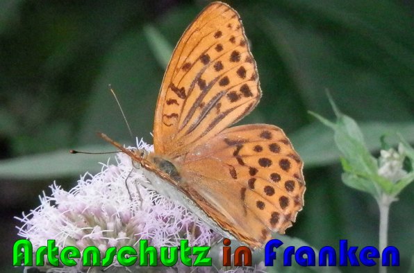 Copyright AiS Albert Meier Bild zum Eintrag (60327-160)