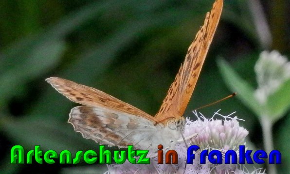 Copyright AiS Albert Meier Bild zum Eintrag (60328-160)