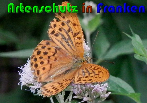 Copyright AiS Albert Meier Bild zum Eintrag (60329-160)