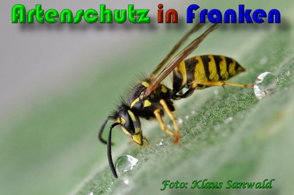 Copyright AiS Klaus Sanwald Bild zum Eintrag (60340-160)