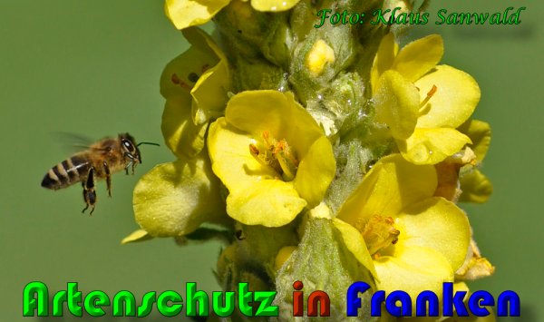Copyright AiS Klaus Sanwald Bild zum Eintrag (60342-160)