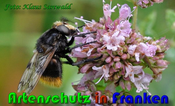 Copyright AiS Klaus Sanwald Bild zum Eintrag (60345-160)