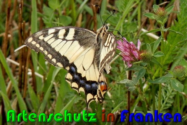 Copyright AiS Albert Meier Bild zum Eintrag (60360-160)