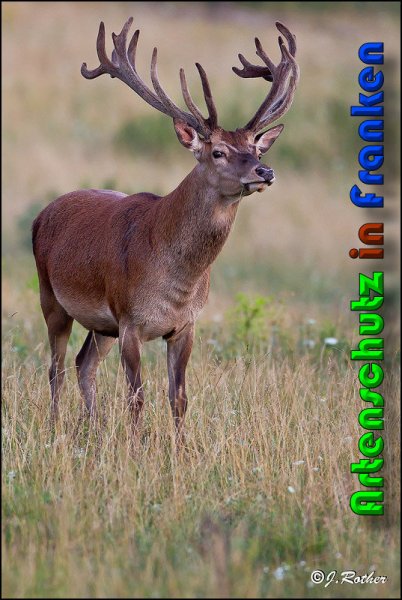 Copyright AiS Johannes Rother Bild zum Eintrag (60412-160)