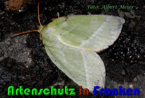 Copyright AiS Albert Meier Bild zum Eintrag (60472-160)