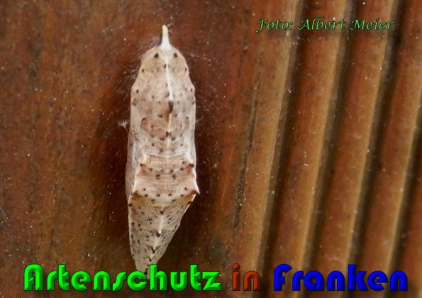Bild zum Eintrag (60475-160)