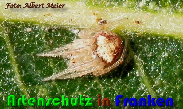 Copyright AiS Albert Meier Bild zum Eintrag (60479-160)
