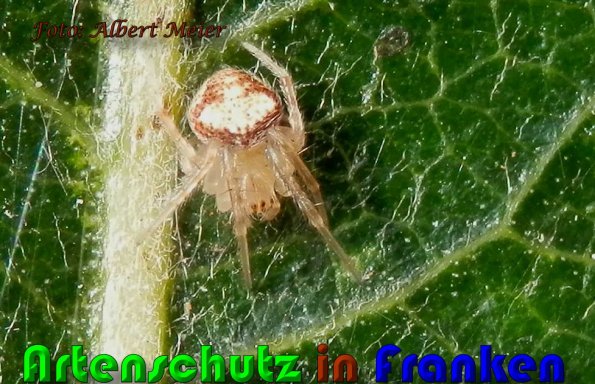 Copyright AiS Albert Meier Bild zum Eintrag (60480-160)