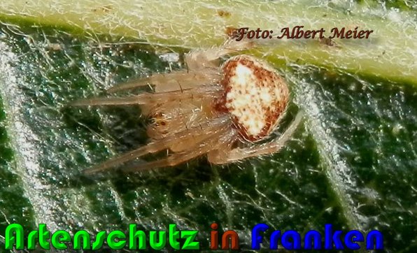 Copyright AiS Albert Meier Bild zum Eintrag (60481-160)