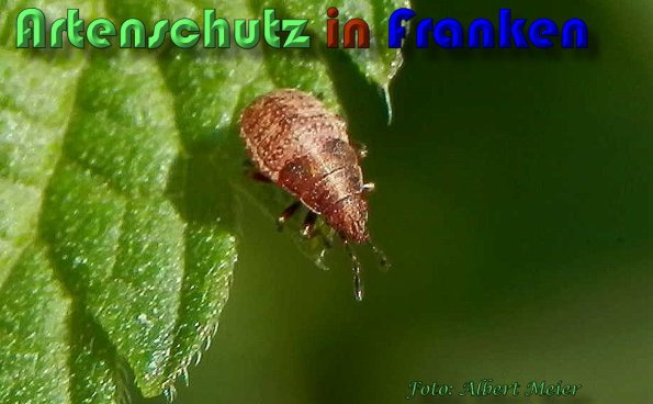 Copyright AiS Albert Meier Bild zum Eintrag (60506-160)