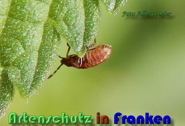 Copyright AiS Albert Meier Bild zum Eintrag (60507-160)