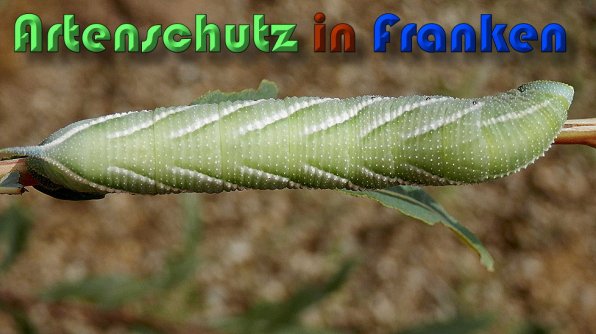 Copyright AiS Albert Meier Bild zum Eintrag (60544-160)