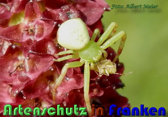 Copyright AiS Albert Meier Bild zum Eintrag (60559-160)