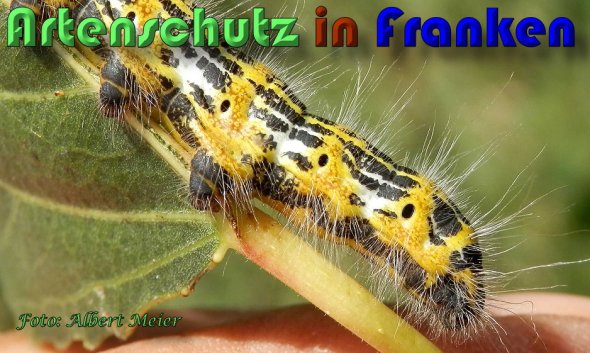 Copyright AiS Albert Meier Bild zum Eintrag (60565-160)