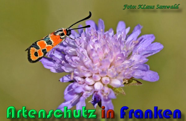 Copyright AiS Klaus Sanwald Bild zum Eintrag (60570-160)