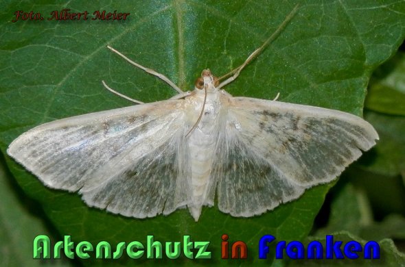 Bild zum Eintrag (60589-160)