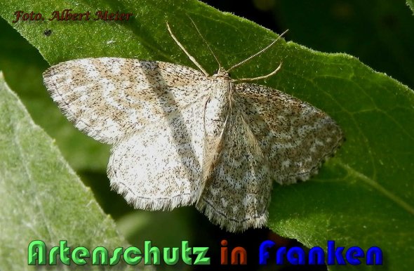Copyright AiS Albert Meier Bild zum Eintrag (60591-160)