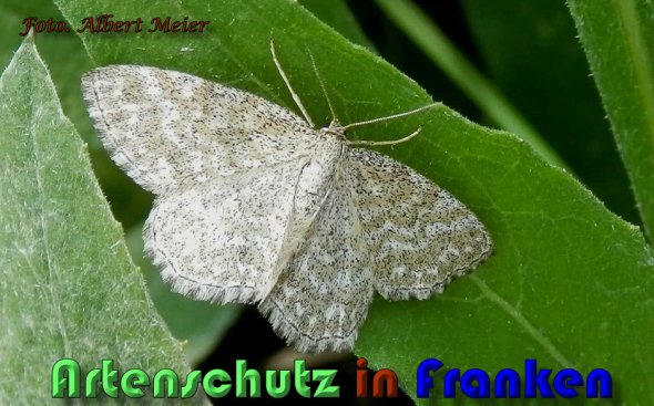 Copyright AiS Albert Meier Bild zum Eintrag (60592-160)