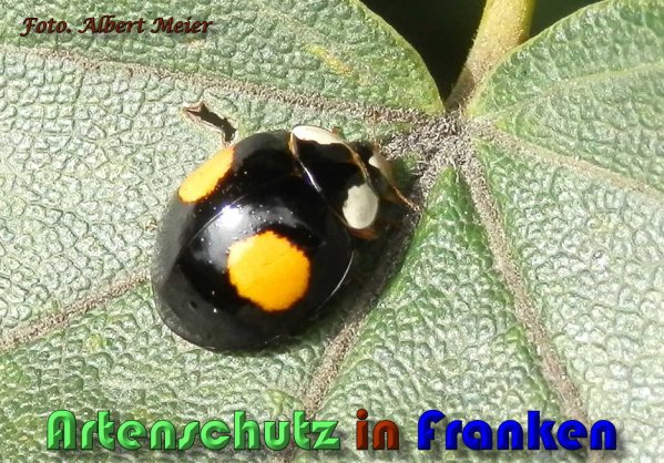 Copyright AiS Albert Meier Bild zum Eintrag (60604-160)