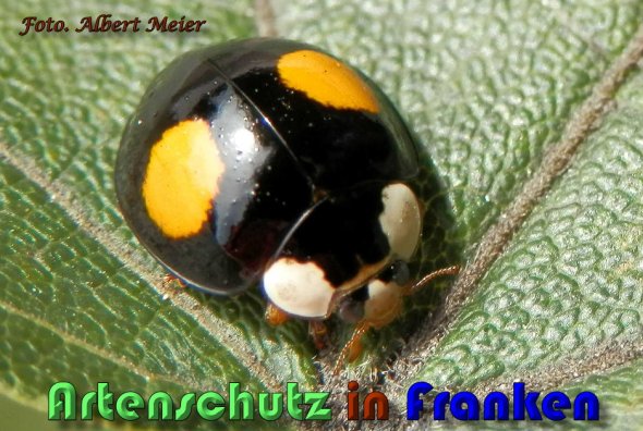 Copyright AiS Albert Meier Bild zum Eintrag (60605-160)