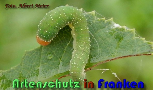 Copyright AiS Albert Meier Bild zum Eintrag (60621-160)