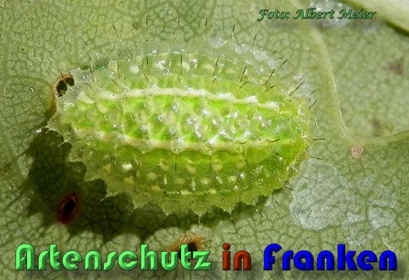 Copyright AiS Albert Meier Bild zum Eintrag (60655-160)